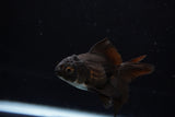 Baby Thai Oranda  Panda 3 Inch (ID#1224ToPTA-20) Free2Day SHIPPING