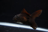 Baby Thai Oranda  Panda 3 Inch (ID#1224ToPTA-20) Free2Day SHIPPING