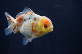 Yuan Bao Oranda  Calico 4 Inch (ID#411Yb10b-51) Free2Day SHIPPING