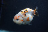 Milk Cow Ranchu  Calico 4 Inch (ID#0107R10c-96) Free2Day SHIPPING