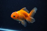 Juvenile Thai Oranda  Red 3.5 Inch (ID#1210To12c-89) Free2Day SHIPPING