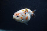 Milk Cow Ranchu  Calico 4 Inch (ID#0107R10c-96) Free2Day SHIPPING