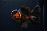 Thai Oranda  Red Black 5.5 Inch (ID#307To7b-117)
