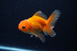 Juvenile Thai Oranda  Red 3.5 Inch (ID#1210To12c-89) Free2Day SHIPPING