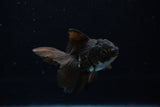 Baby Thai Oranda  Panda 3 Inch (ID#1224ToPTA-20) Free2Day SHIPPING