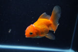 Juvenile Thai Oranda  Red 3.5 Inch (ID#1210To12c-89) Free2Day SHIPPING