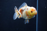 Yuan Bao Oranda  Calico 4 Inch (ID#411Yb10b-51) Free2Day SHIPPING
