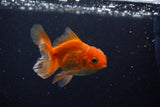 Juvenile Thai Oranda  Red 3.5 Inch (ID#1210To12c-89) Free2Day SHIPPING