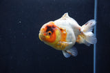 Yuan Bao Oranda  Calico 4 Inch (ID#411Yb10b-51) Free2Day SHIPPING