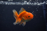 Juvenile Thai Oranda  Red 3.5 Inch (ID#1210To12c-89) Free2Day SHIPPING