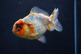 Yuan Bao Oranda  Calico 4 Inch (ID#411Yb10b-51) Free2Day SHIPPING