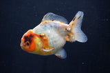 Yuan Bao Oranda  Calico 4 Inch (ID#411Yb10b-51) Free2Day SHIPPING