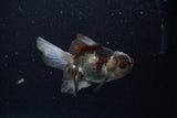 Juvenile Thai Oranda  Panda 4 Inch (ID#1210To12c-90) Free2Day SHIPPING