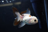 Baby Thai Oranda  Tricolor 3 Inch (ID#1224ToPTA-21) Free2Day SHIPPING