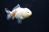 Yuan Bao Oranda  Calico 3.5 Inch (ID#415Yb10b-44) Free2Day SHIPPING