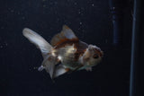 Juvenile Thai Oranda  Panda 4 Inch (ID#1210To12c-90) Free2Day SHIPPING