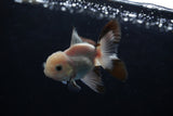 Baby Thai Oranda  Tricolor 3 Inch (ID#1224ToPTA-21) Free2Day SHIPPING