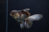 Juvenile Thai Oranda  Panda 4 Inch (ID#1210To12c-90) Free2Day SHIPPING