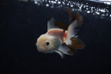 Baby Thai Oranda  Tricolor 3 Inch (ID#1224ToPTA-21) Free2Day SHIPPING