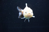 Yuan Bao Oranda  Calico 3.5 Inch (ID#415Yb10b-44) Free2Day SHIPPING