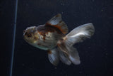 Juvenile Thai Oranda  Panda 4 Inch (ID#1210To12c-90) Free2Day SHIPPING