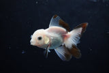 Baby Thai Oranda  Tricolor 3 Inch (ID#1224ToPTA-21) Free2Day SHIPPING