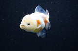 Yuan Bao Oranda  Calico 3.5 Inch (ID#415Yb10b-44) Free2Day SHIPPING