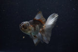 Juvenile Thai Oranda  Panda 4 Inch (ID#1210To12c-90) Free2Day SHIPPING