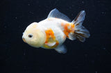 Yuan Bao Oranda  Calico 3.5 Inch (ID#415Yb10b-44) Free2Day SHIPPING