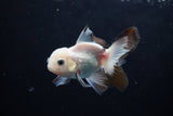 Baby Thai Oranda  Tricolor 3 Inch (ID#1224ToPTA-21) Free2Day SHIPPING