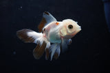 Baby Thai Oranda  Tricolor 3 Inch (ID#1224ToPTA-21) Free2Day SHIPPING