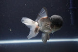 Thai Oranda  Panda 4 Inch (ID#1108To2a-67) Free2Day SHIPPING