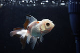 Baby Thai Oranda  Tricolor 3 Inch (ID#1224ToPTA-21) Free2Day SHIPPING