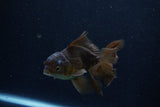 Juvenile Thai Oranda  Bronze 4 Inch (ID#1210To12c-91) Free2Day SHIPPING