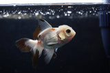 Baby Thai Oranda  Tricolor 3 Inch (ID#1224ToPTA-21) Free2Day SHIPPING