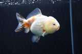 Yuan Bao Oranda  Calico 3.5 Inch (ID#415Yb10b-44) Free2Day SHIPPING