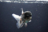 Thai Oranda  Panda 4 Inch (ID#1108To2a-67) Free2Day SHIPPING