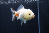 Yuan Bao Oranda  Calico 3.5 Inch (ID#415Yb10b-44) Free2Day SHIPPING