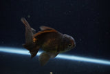 Juvenile Thai Oranda  Bronze 4 Inch (ID#1210To12c-91) Free2Day SHIPPING