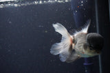 Thai Oranda  Panda 4 Inch (ID#1108To2a-67) Free2Day SHIPPING