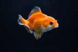 Baby Thai Oranda  Red White 3 Inch (ID#1224ToPTA-22) Free2Day SHIPPING