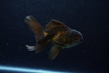 Juvenile Thai Oranda  Bronze 4 Inch (ID#1210To12c-91) Free2Day SHIPPING