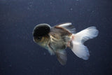 Thai Oranda  Panda 4 Inch (ID#1108To2a-67) Free2Day SHIPPING