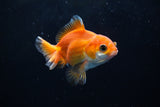 Baby Thai Oranda  Red White 3 Inch (ID#1224ToPTA-22) Free2Day SHIPPING