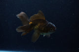 Juvenile Thai Oranda  Bronze 4 Inch (ID#1210To12c-91) Free2Day SHIPPING