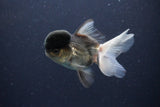 Thai Oranda  Panda 4 Inch (ID#1108To2a-67) Free2Day SHIPPING