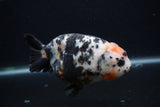 Milk Cow Ranchu  Calico 5 Inch (ID#0107R10c-98) Free2Day SHIPPING