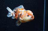 Yuan Bao Oranda  Calico 4 Inch (ID#415Yb10b-45) Free2Day SHIPPING