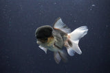 Thai Oranda  Panda 4 Inch (ID#1108To2a-67) Free2Day SHIPPING