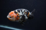 Milk Cow Ranchu  Calico 5 Inch (ID#0107R10c-98) Free2Day SHIPPING